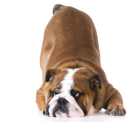 dog bowing - bulldog puppy with bum up in the air on white backgroundの写真素材