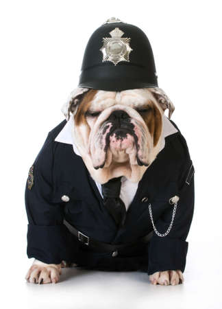 dog police or catcher - english bulldog dressed up like a policeman on white backgroundの写真素材