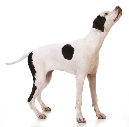pointer puppy standing looking up on white backgroundの写真素材