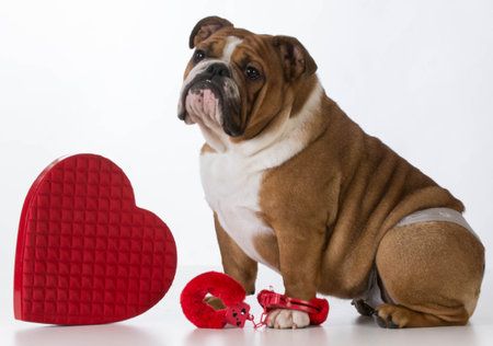 valentines day dog - english bulldog dressed up on white backgroundの写真素材