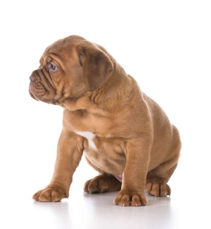 cute puppy - dogue de bordeaux puppy sitting on white background - 5 weeks oldの写真素材