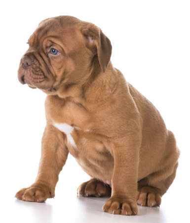 cute puppy - dogue de bordeaux puppy sitting on white background - 5 weeks oldの写真素材