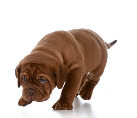 puppy walking - dogue de bordeaux puppy walking isolated on white backgroundの写真素材