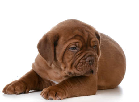 cute puppy - dogue de bordeaux puppy laying down on white backgroundの写真素材
