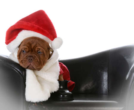 christmas puppy - dogue de bordeaux puppy dressed up like santaの写真素材