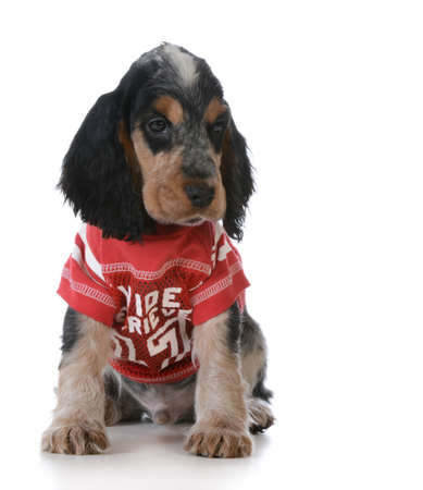 cute puppy - english cocker spaniel puppy wearing football jersey sitting on white backgroundの写真素材