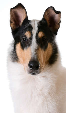 smooth haired collie portrait on white backgroundの写真素材