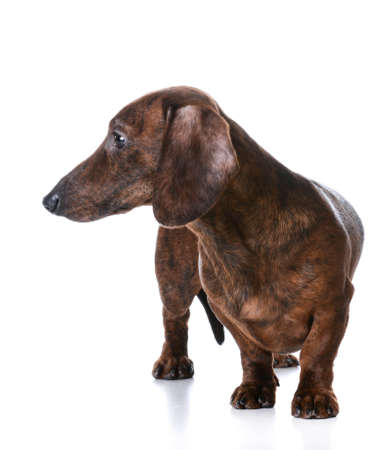 miniature smooth dachshund standing on white backgroundの写真素材