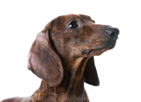 miniature smooth dachshund portrait on white backgroundの写真素材