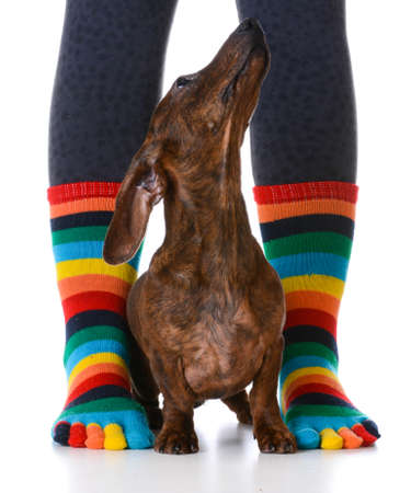 dog sitting with owner - cute dachshund puppy sitting between owners sock feet on white backgroundの写真素材