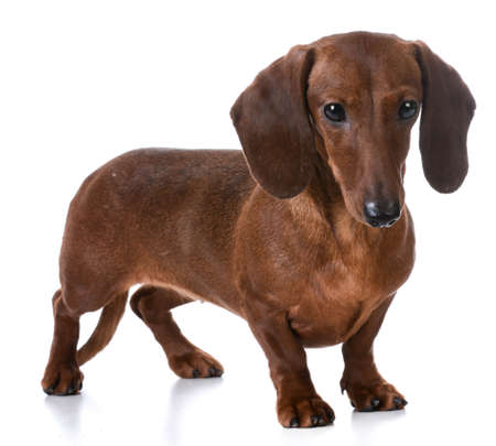 miniature smooth dachshund standing on white backgroundの写真素材