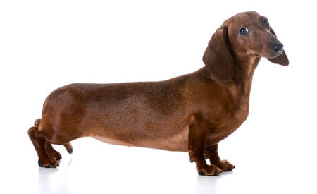 miniature smooth dachshund standing on white backgroundの写真素材