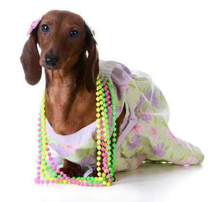 female dog - miniature dachshund wearing  clothing on white backgroundの写真素材