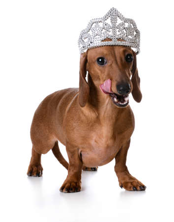 spoiled dog - miniature dachshund wearing tiara licking lips on white backgroundの写真素材
