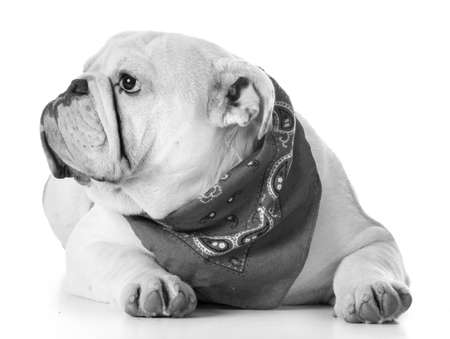 cute puppy - bulldog puppy wearing bandannaの写真素材