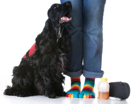 service dog - diabetic trained service dog sitting beside ownerの写真素材
