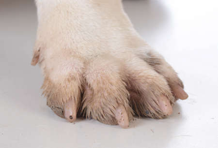 dirty dog feet or paw on white