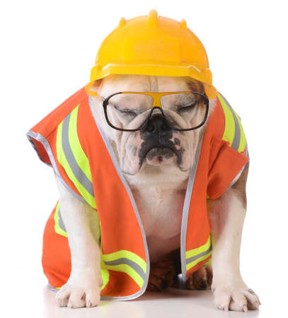 sleeping on the job - bulldog dressed up like construction worker on white backgroundの写真素材