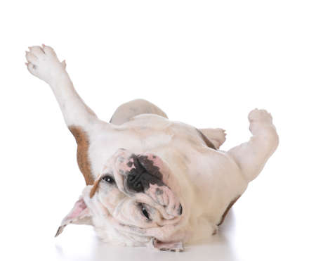 itchy dog - bulldog laying upside down looking at viewer on white backgroundの写真素材