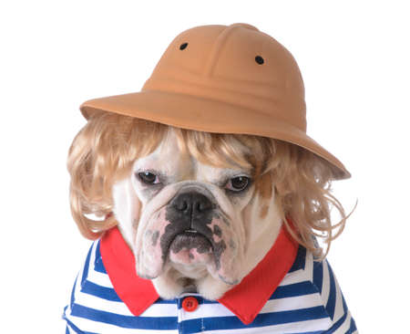 dog wearing clothing - bulldog with blonde wig, safari had and shirt on white backgroundの写真素材