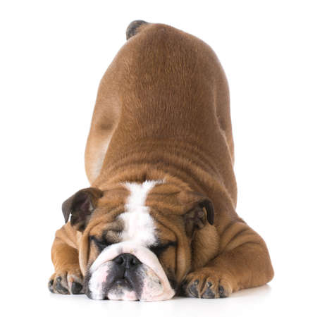 dog bowing - bulldog puppy with bum up in the air on white backgroundの写真素材