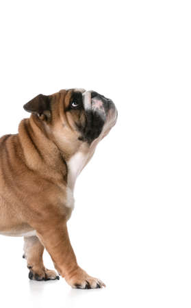 puppy walking - bulldog puppy 6 months oldの写真素材