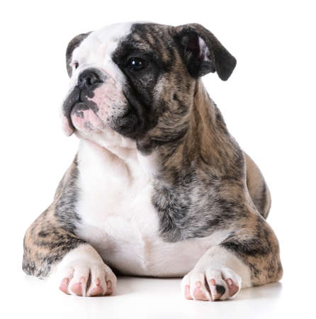 cute puppy - bulldog puppy female laying down on white backgroundの写真素材