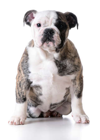 cute puppy - bulldog puppy female sitting on white backgroundの写真素材