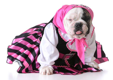 dog dressed up like a pirate on white background - bulldog femaleの写真素材