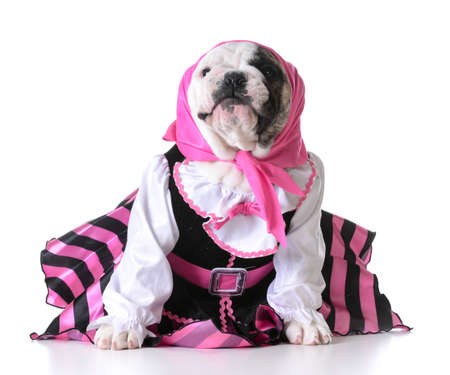 dog dressed up like a pirate on white background - bulldog femaleの写真素材
