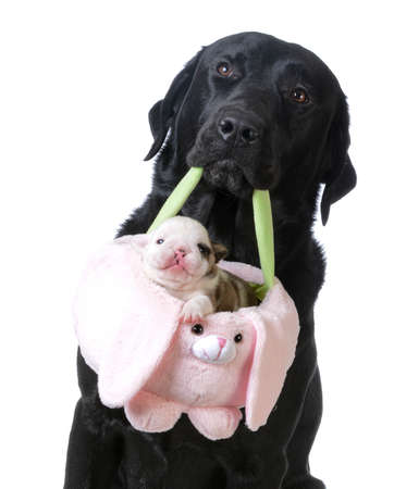 dog holding a basket with a puppy inside on white backgroundの写真素材