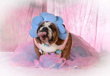 female dog with attitude wearing pink dress with- bulldogの写真素材