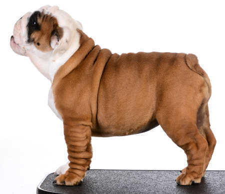 cute puppy standing on black mat - bulldog puppy three months oldの写真素材