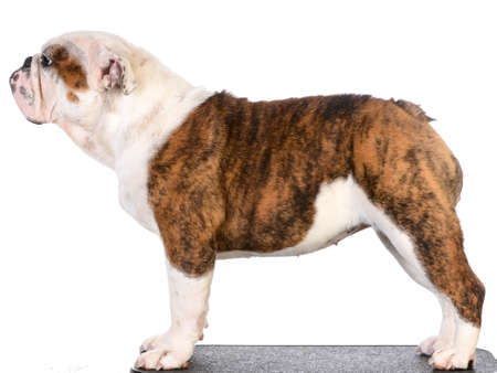 bulldog stacked on table on white background - 8 months oldの写真素材