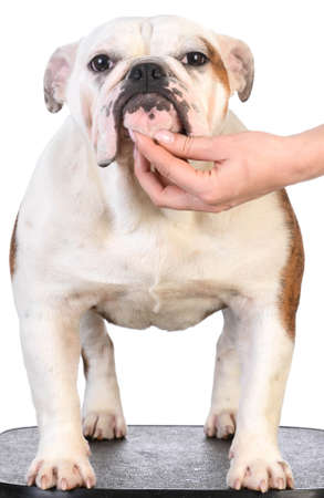 bulldog stacked on table on white background - 8 months oldの写真素材
