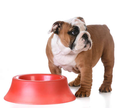 feeding the dog - bulldog puppy standing at dog bowl waiting to be fedの写真素材
