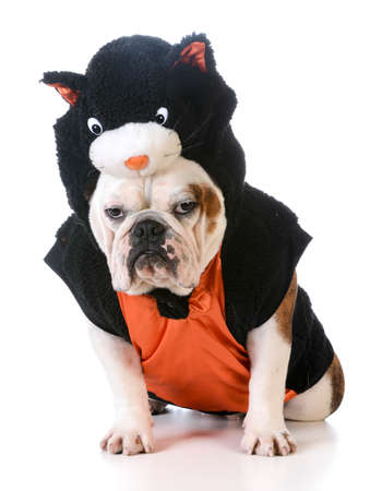 dog wearing cat costume on white backgroundの写真素材