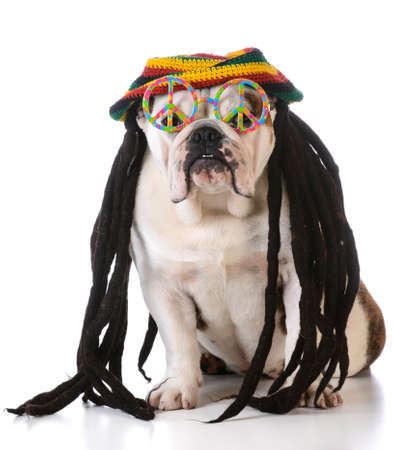 funny dog with dreadlock wig and peace glasses on white backgroundの写真素材