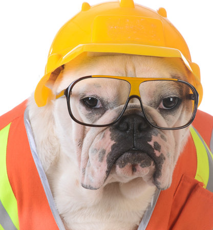 working dog - bulldog dressed up like construction worker on white backgroundの写真素材