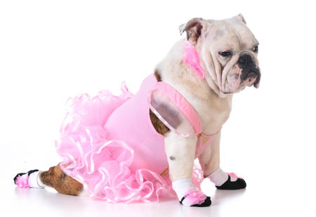 bulldog ballerina on white background - 8 months oldの写真素材