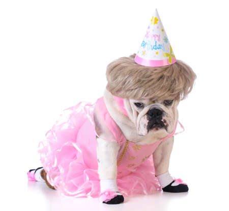birthday dog - female bulldog wearing ballerina costume and birthday hat on white backgroundの写真素材