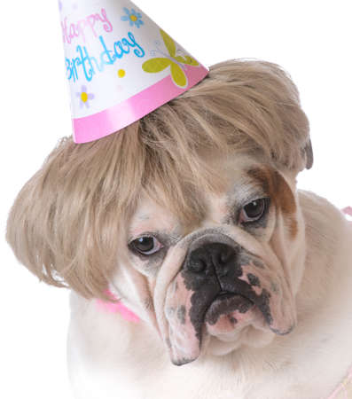 birthday dog - female bulldog wearing birthday hat on white backgroundの写真素材