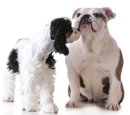two puppies - american cocker spaniel and english bulldog puppies on white backgroundの写真素材