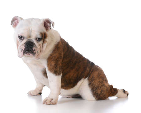 cute bulldog puppy sitting with back leg stretched out behind on white backgroundの写真素材
