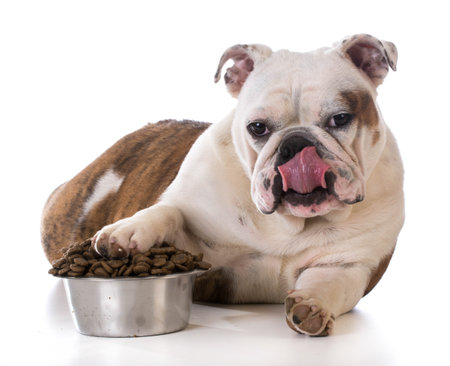 feeding your pet - bulldog puppy laying with pay in dog bowlの写真素材