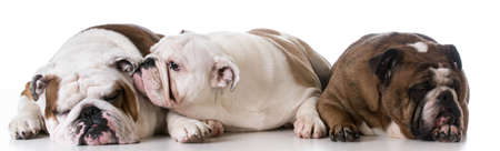three generations of bulldogs - father, son and grandmotherの写真素材