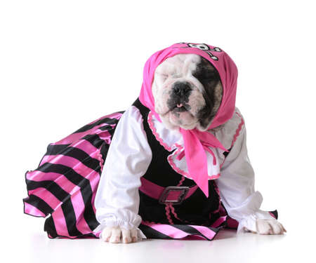 dog dressed up like a pirate on white background - bulldog femaleの写真素材