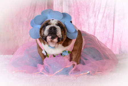 female dog wearing pink dress - bulldogの写真素材