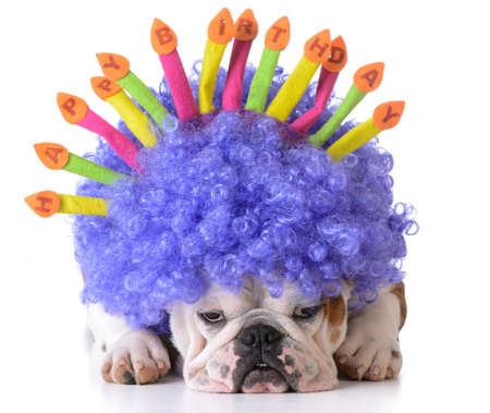 birthday dog - bulldog wearing clown wig and birthday hat on white backgroundの写真素材