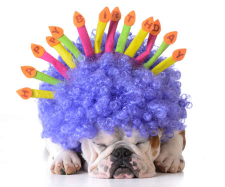 birthday dog - bulldog wearing clown wig and birthday hat on white backgroundの写真素材